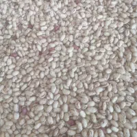 فروش یک تن لوبیا چیتی