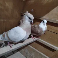 کفتر  زردی و شازده زرد معاوضه با سرور زینتی|پرنده|تهران, بهارستان|دیوار