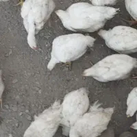 فروش مرغ زنده