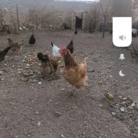 مرغ جوان|حیوانات مزرعه|صائین قلعه, |دیوار