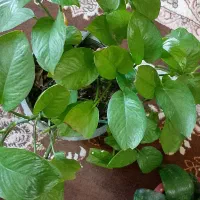 گل و گیاه خانگی|گل و گیاه طبیعی|چابهار, |دیوار