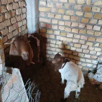 بز  شیر ده|حیوانات مزرعه|اسفراین, |دیوار