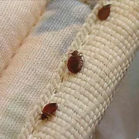 سمپاشی چیچک|خدمات نظافت|اسلامشهر, زرافشان|دیوار