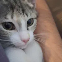 واگذاری dsh ماده