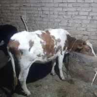 ۱۸۰۰۰۰۰|حیوانات مزرعه|تهران, شهرک فردوس (حسینی)|دیوار