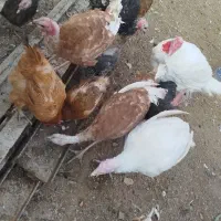 بوقلمون، مرغ، خرگوش لوپ اصل|حیوانات مزرعه|خواف, |دیوار