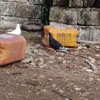 کبوتر غریب|پرنده|شیرگاه, |دیوار