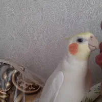 عروس هلندی پیداشده