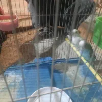 فروش مرغ عشق