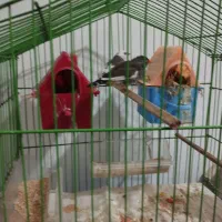 دو عدد فنچ نر ماده|پرنده|مشکیندشت, |دیوار