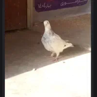 کبوتر مسافتی