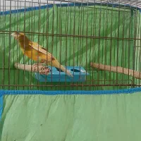 قناری نر ابلق پرتقالی|پرنده|آمل, |دیوار