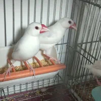 فنچ نرگسی نر