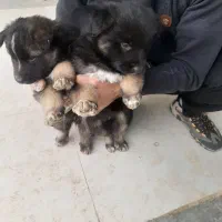 توله سگ ژرمن