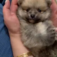 پامر خرسی عروسکی|سگ|رشت, دیانتی|دیوار