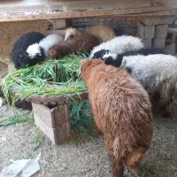 شادگان