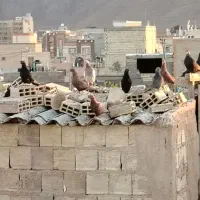 زاغ وسرخ