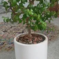 گل بنسای خرفه ای