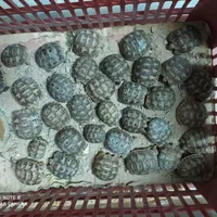 کاسلوگ لوتین