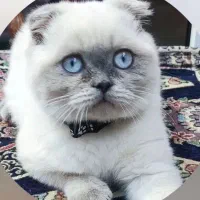 گربه نر اسگاتیش فروش فوری