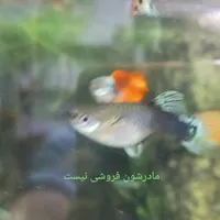 بچه ماهی گوپی|ماهی|گرگان, |دیوار