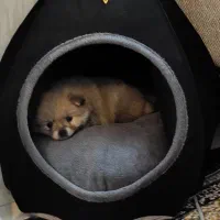 واگذاری پامرین خرسی|سگ|مشهد, یاس|دیوار