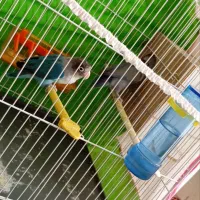 طوطی کوتوله|پرنده|مشهد, شترک|دیوار