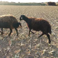 بره نر|حیوانات مزرعه|هشتگرد, شهرک سهیلیه|دیوار