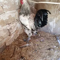 خروس برهما اصیل