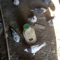 چند کبوترماده ونر وجفت|پرنده|بوئین و میاندشت, |دیوار