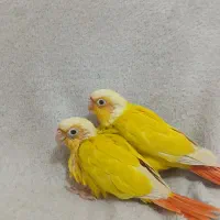 سانچیک گرینچیک فنچ نرگسی