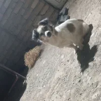 سگ پاکوتا
