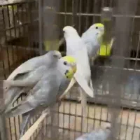 مرغ عشق انگلیسی وپروانه ای ورینبو وکاکلی واسپانگل|پرنده|اصفهان, کنگاز|دیوار