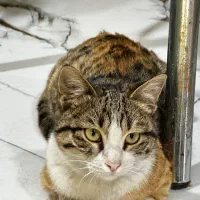 نیاز به خانواده|گربه|فردیس, شهرک شهید حسینی|دیوار