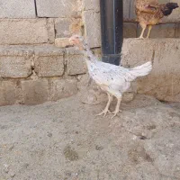 فروش مرغ و خروس لاری یا معاوضه با مرغ گلین