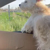 واگذاری سگ نژاد شیتزو تریر