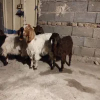 برغاله نر و ماده