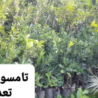 فروش نهال مرکبات رو پایه نارنج ، سیتروملو و c35|خدمات باغبانی و درختکاری|گتاب, |دیوار