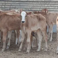 گله گوساله یک دست گاو گپسفند بره بز گاومیش