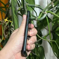 iphone 11 pro 256|موبایل|اهواز, رسالت|دیوار