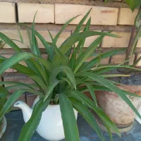 گلهای شاداب|گل و گیاه طبیعی|مرند, |دیوار