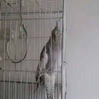 دوتا پرنده عروس هلندی|پرنده|شازند, |دیوار