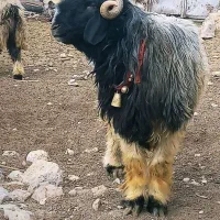 فروش قوچ بختیاری رگ ریشه دار|حیوانات مزرعه|بلداجی, |دیوار