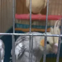 عروس هلندی سالم ۳ تا|پرنده|باقرشهر, |دیوار