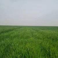 زمین کشاورزی هویزه|فروش زمین و ملک کلنگی|سوسنگرد, |دیوار