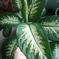 دیفن باخیا دو گیاه در یه گلدون