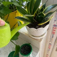 قرص کود|گل و گیاه طبیعی|خرم‌آباد, |دیوار