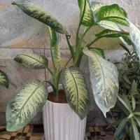 گل طبیعی زیبا