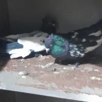 یک جفت سینه سیاه