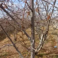 باغ-ویلا-فشند